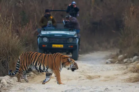 Gypsy Safari at Jim Corbett National Park